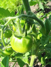07-13-12-f-green-tomato-02