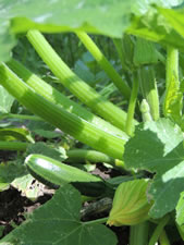 07-13-12-n-zucchini-02