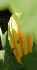 07-13-12-s-zucchini-flower