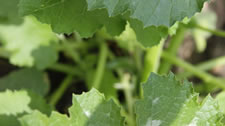07-13-12-s-zucchini-leaves
