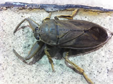 09-01-12-a-giant-bug