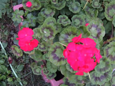 09-14-12-n-geranium