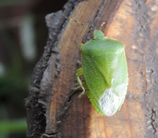 09-19-12-n-green-bug