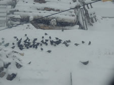 05-02-13-n-nose-birds-snow-01