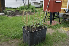 06-22-13-s-tomatoe-planter