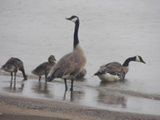 07-06-13-n-rain-geese