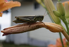 08-19-13-n-garden-grasshopper-04