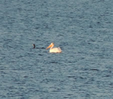 07-13-14-n-pelican-plus