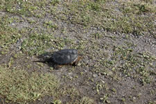 07-26-14-s-turtle-03
